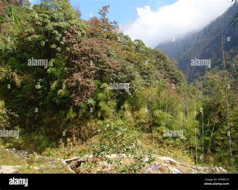 Himalayan subtropical broadleaf forests hi-res stock photography and ...