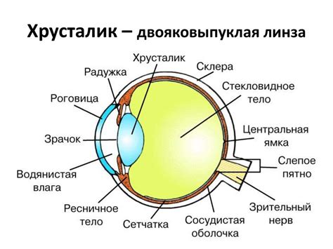 Зрительный анализатор, его гигиена - online presentation