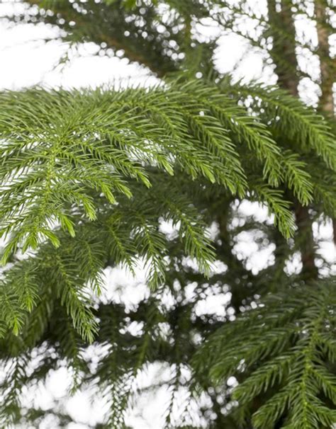 Araucaria Heterophylla Araukarie Zimmertanne G Rtnerei Schliebener