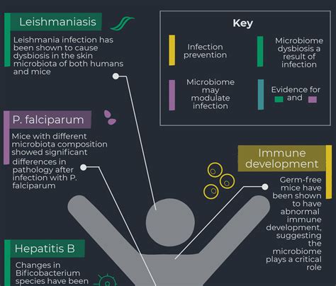 Infographic: The microbiome and infectious diseases - BioTechniques