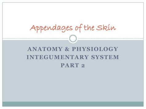 Appendages Of The Skin