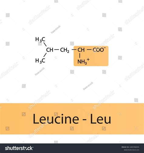 Leucine Leu L Amino Acid Structure Stock Vector Royalty Free