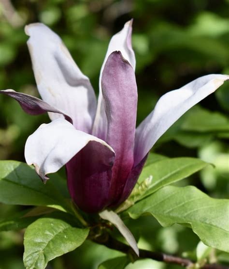 Magnolia Purpurowa Nigra W Donicy Drzewka Faworytka Pl