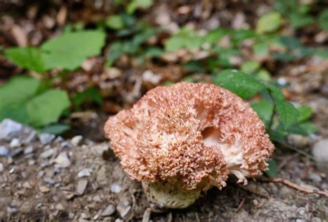 Cauliflower Coral Mushroom Identification And Foraging Guide