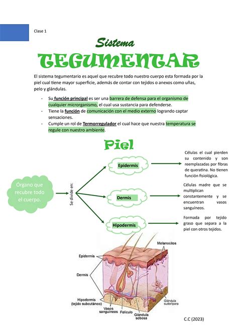 Solution Sistema Tegumentario Studypool