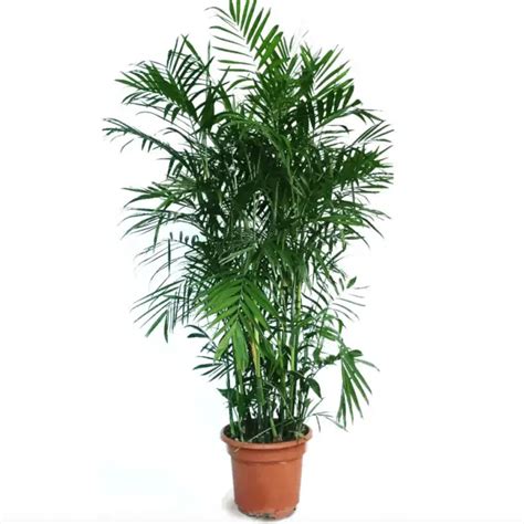 How To Grow The Bamboo Palm Tree Chamaedorea Seifrizii