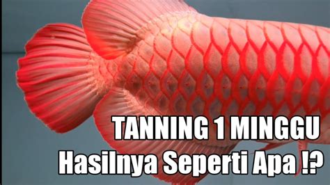 MAU MERAH MERONA WAJIB TANNING GEN MERAH ARWANA SUPER RED JADI