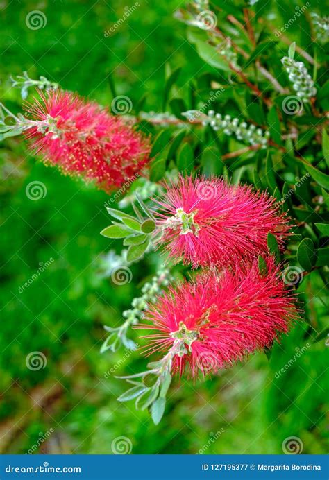 Plant Of Callistemon With Red Bottlebrush Flowers Stock Image Image