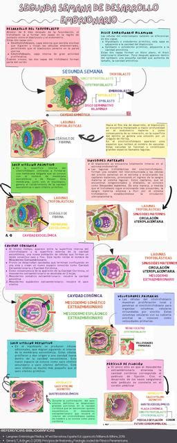 Infografia Segunda Semana De Desarrollo Embrionario Udocz The Best