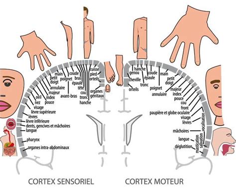 Lhomoncule De Penfield Organisation Somatotopique Des Fonctions Des