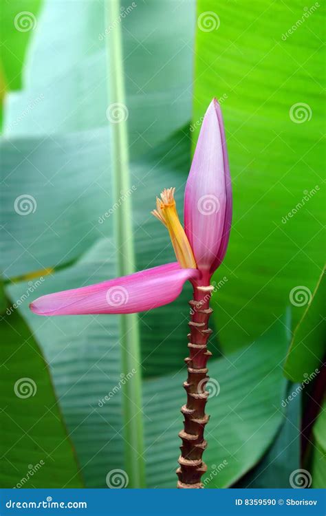 1,039 Banana Ornamental Flower Stock Photos - Free & Royalty-Free Stock ...