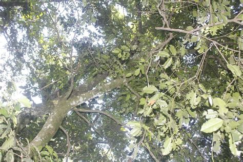 aceitunillo Árboles de Colima Latifoliadas iNaturalist Mexico