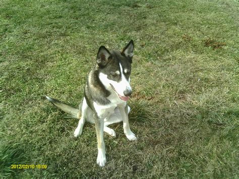 New - Jasmin, Husky/Doberman mix - Introductions - Husky Owners - The ...