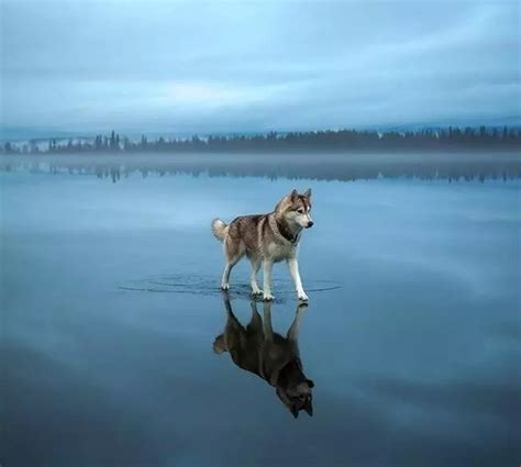 Husky On Water Photorator