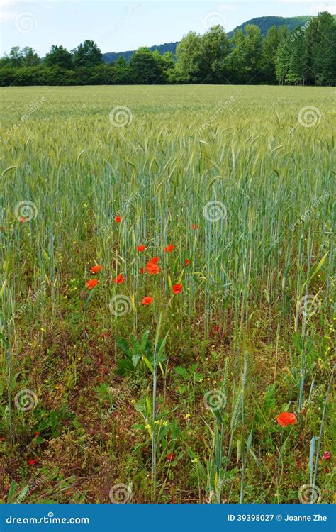 Campos De Trigo Papoilas Vermelhas Imagem De Stock Imagem De