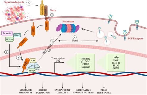 A Schematic Summary Illustrating Mechanisms Targeting Notch In Gcss