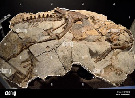 Fossilized Bones Stock Photos & Fossilized Bones Stock Images - Alamy