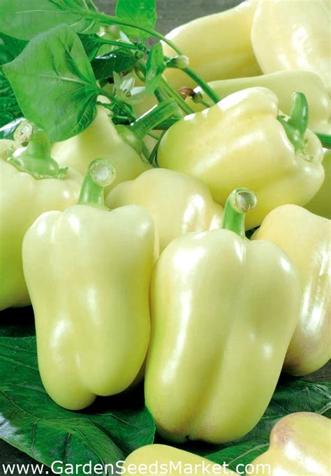 Перец Халиф Отзывы Фото — Mixyfotos.ru