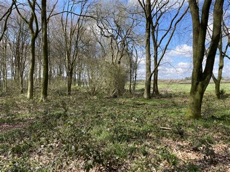 Edge Of Bull S Bushes Copse Mr Ignavy Geograph Britain And Ireland