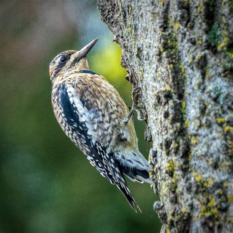 Juvenile Yellow Bellied Sapsucker Feederwatch