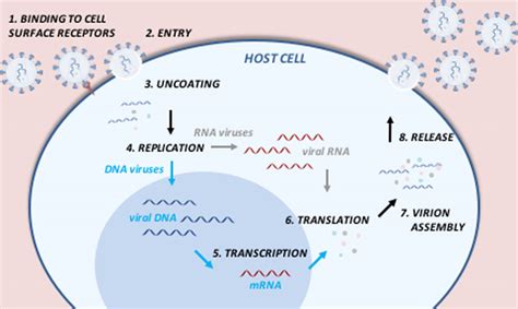 Schematic Representation Of The Viral Life Cycle The Virus Recognizes