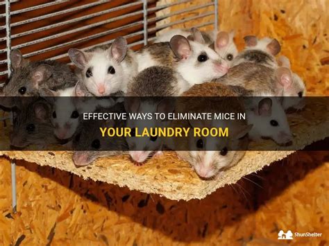 Effective Ways To Eliminate Mice In Your Laundry Room ShunShelter