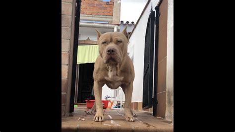 MIRA Como ATACA Este PITBULL RED NOSE 2 SU MIRADA ES ATERRADORA