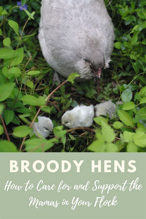 Broody Hens Your Guide To Hatching Adopting Or Breaking The Broody