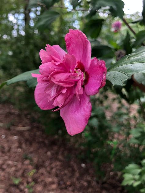 Magenta Chiffon Rose Of Sharon Hibiscus Live Plant With Roots Etsy