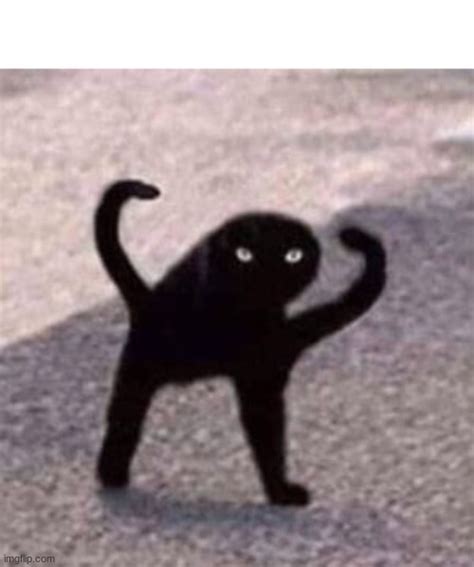 Creepy cat Blank Template - Imgflip