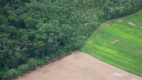 Google-powered map shows that deforestation isn't just about the Amazon