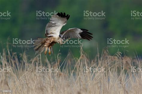 Brown Marsh Hawk In The Process Of Nesting Stock Photo - Download Image ...