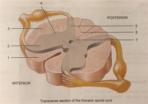 Transverse Section Of Spinal Cord With Areas Of Gray And White Matter