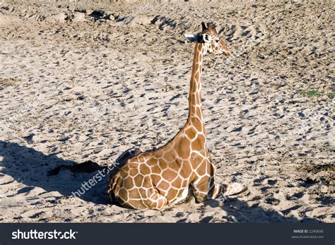 Giraffe Sitting Down In Sand Stock Photo 2240696 Shutterstock