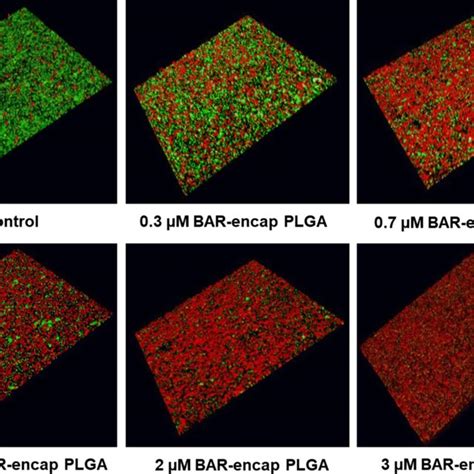 Sem Images Of Bar Encapsulated A Plga Nps And B Mpeg Plga Nps Scale