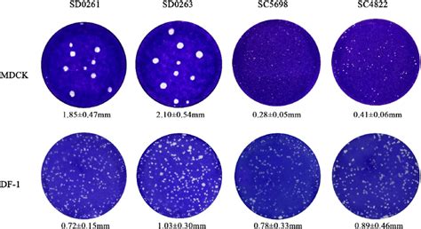 Plaque Formation Capacity Of The Four H N Viruses In Different Cells