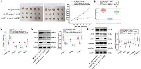 Pdf Tumor Suppressive Function And Mechanism Of Mir P In