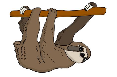 Sloth Png Transparent Image Download Size 960x637px