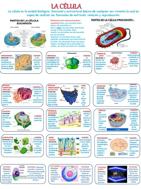 Actividad 3 Diseño De Un Esquema De La Célula Utilizando Como Recurso Powerpoint Y Sus