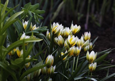 Луковичные первоцветы: home_and_garden — LiveJournal