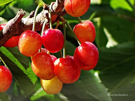 Cherries Pamela Macchiavello Flickr