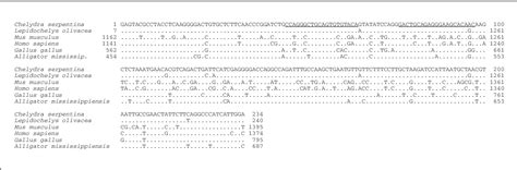 Figure From Expression Of Putative Sex Determining Genes During The