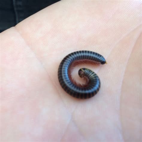 American Giant Millipede Project Noah