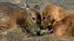 Amy (Sitka deer) and Ransom (golden retriever) share a few Eskimo ...