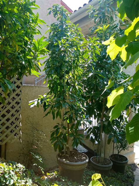 Growing avocado trees in containers - Greg Alder's Yard Posts: Southern ...