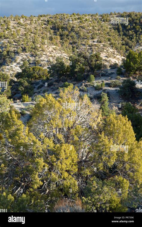 Pinyon pine forest hi-res stock photography and images - Alamy