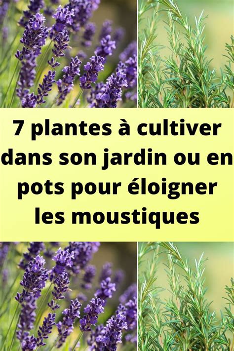 7 plantes à cultiver dans son jardin ou en pots pour éloigner les