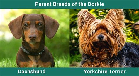 Dorkie Dachshund And Yorkshire Terrier Mix Info Pictures Care And More