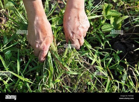 The Farmer Himself Removes Weeds From The Soil On The Field Weeding