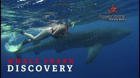 Swim With Whale Sharks In Cancun Ocean Tours Mexico Youtube